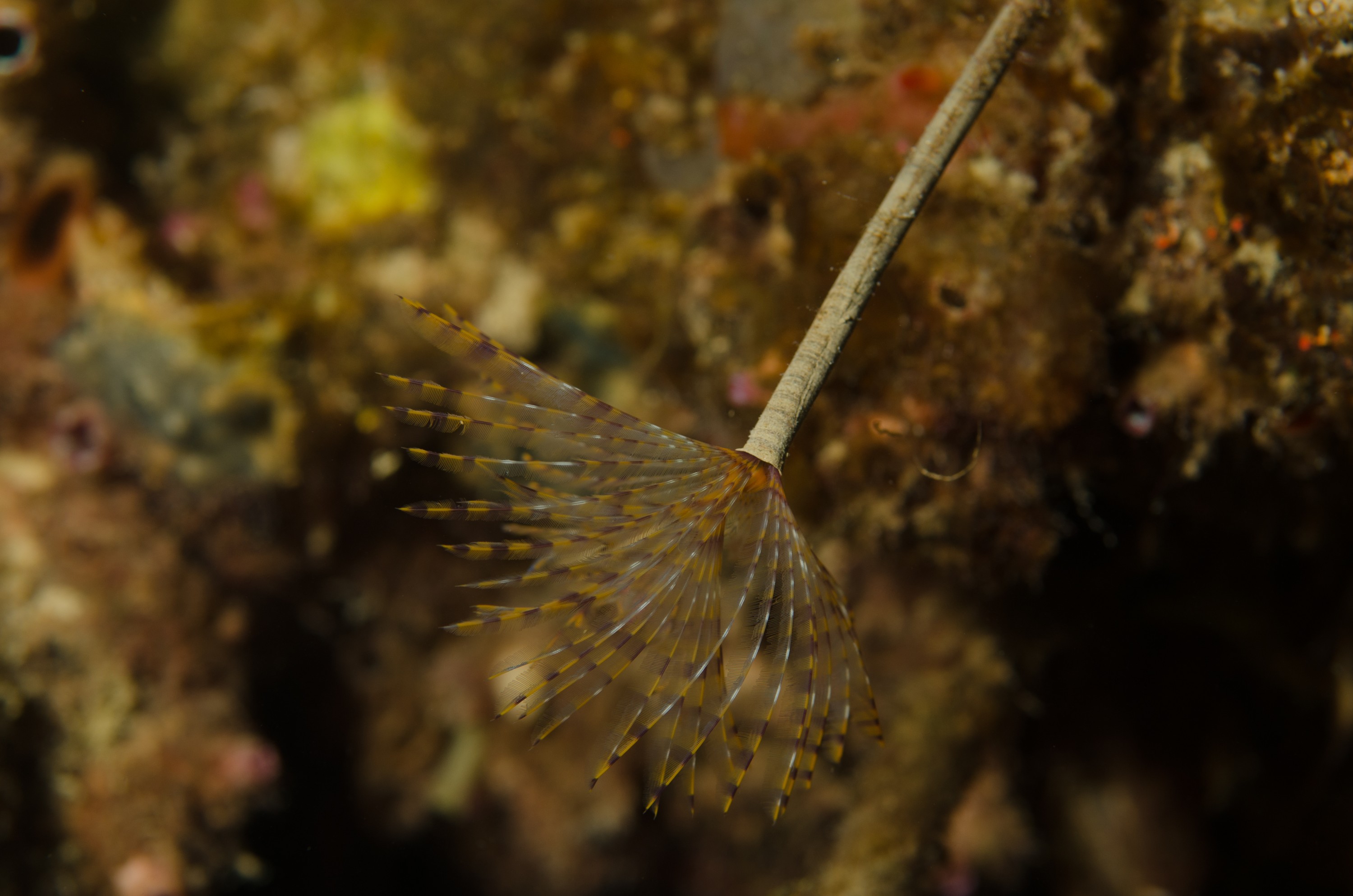 DSC_3167 – Mediterranean, fanworm, Sabella, spallanzanii, marine, pest, Auckland, underwater, crispin, nz, new, zealand, new zealand, fan, worm, marine, pest, invasive, Biosecurity